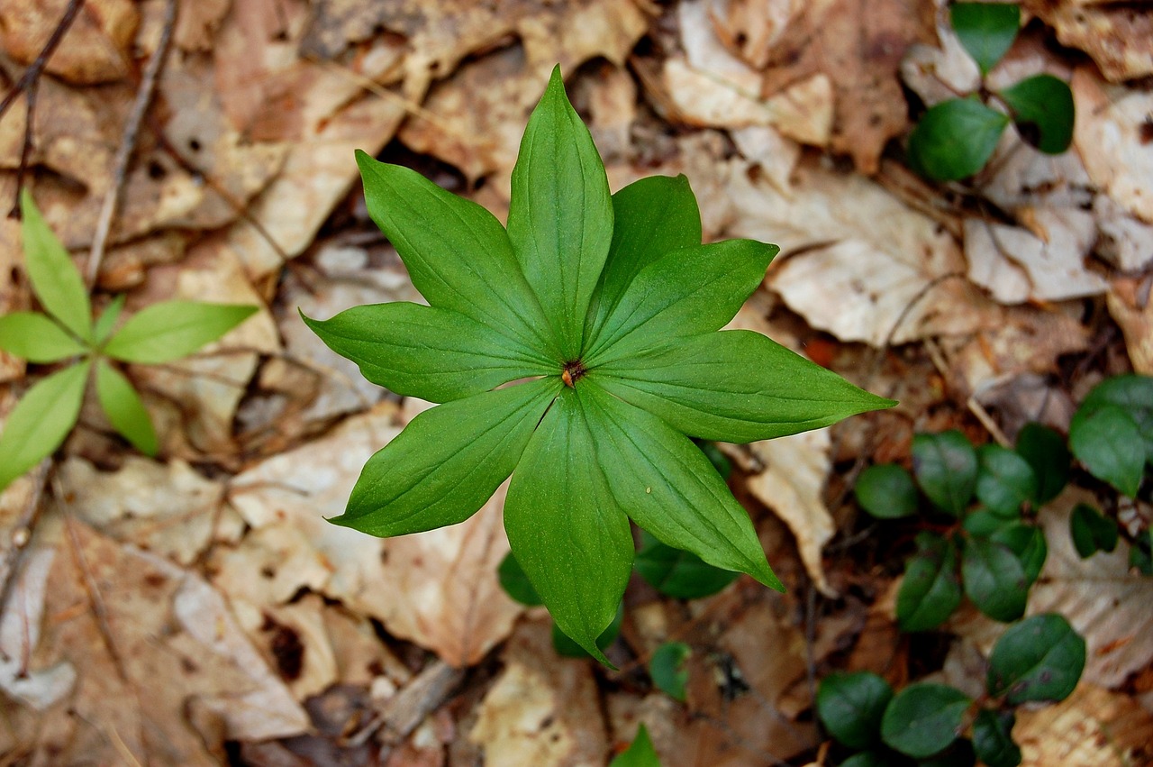 leaf, nature, natural, plant, environment, wood, from the top, dead leaves, buds, organic, symmetry, high contrast